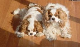 king charles puppies for sale massachusetts new england